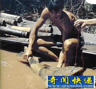 （多图）只对人肉有兴趣的凶残食人鱼类