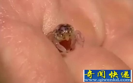 通过近距离观察,科学家认为这些不到1英寸长的生物可能是7-11蟹的幼虫。 夏威夷海滩现百万豌豆大身份不明螃蟹(图)
