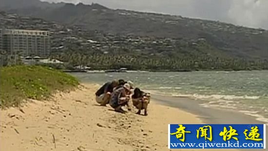 威基基水族馆负责人罗斯特尔估计,大浪使这些螃蟹的贝壳中充满气泡,致使它们不能潜水,随后海水将它们冲上岸。 夏威夷海滩现百万豌豆大身份不明螃蟹(图)