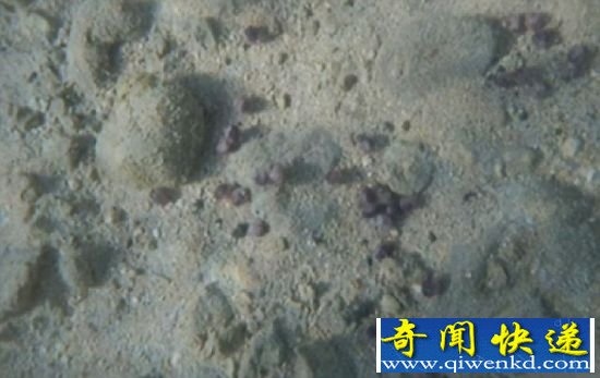 当地一位居民说:“太奇怪了!它的样子就好像浆果,让你产生想吃的冲动。” 夏威夷海滩现百万豌豆大身份不明螃蟹(图)