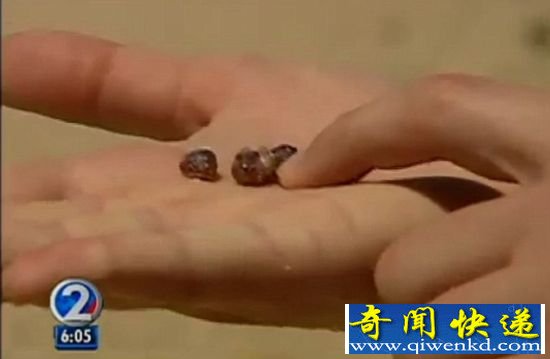 火奴鲁鲁威基基水族馆专家说他们以前从来没有见过类似事件。 夏威夷海滩现百万豌豆大身份不明螃蟹(图)