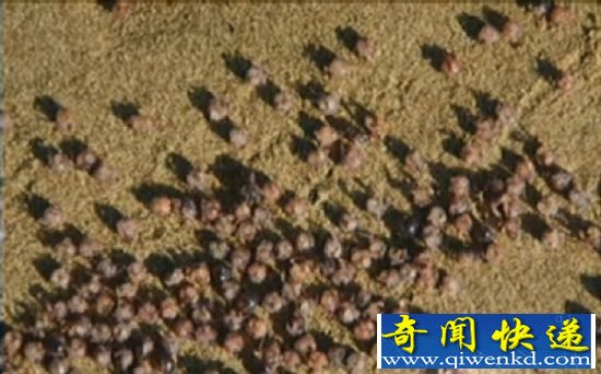 数日前,海水将数百万只不可思议的紫色小球冲上火奴鲁鲁海岸。 夏威夷海滩现百万豌豆大身份不明螃蟹(图)