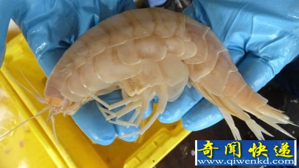 一只从新西兰科马德克海沟捕获的片脚类动物 新西兰深海陷阱捕获巨型甲壳类动物(图)