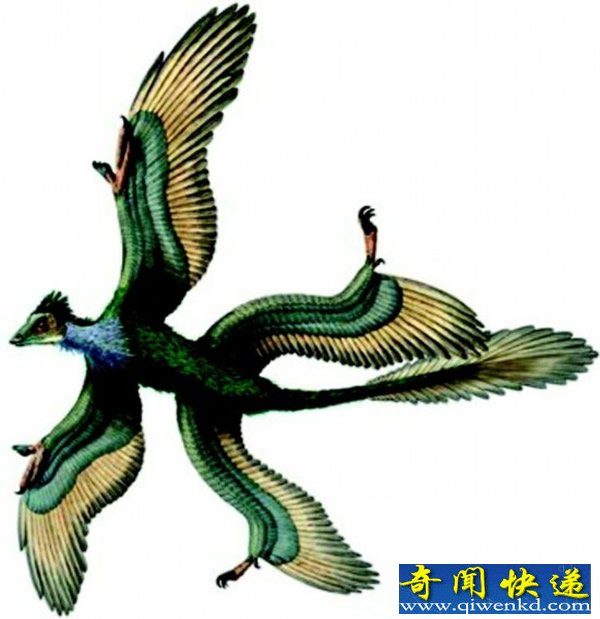 ѧҼƻDNA