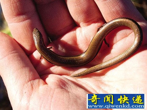 (图)盘点最异类的12种动物