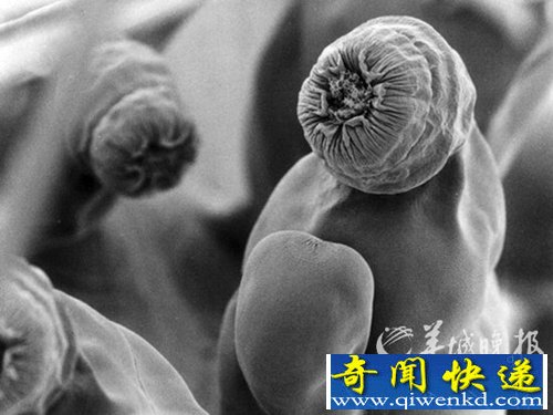 (图)盘点最异类的12种动物