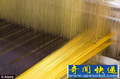 美国科学家利用转基因蚕打造人造蜘蛛丝,可用于制造包扎烧伤患者的绷带以及防弹背心 转基因蚕可生产人造蜘蛛丝强度超钢铁(图)