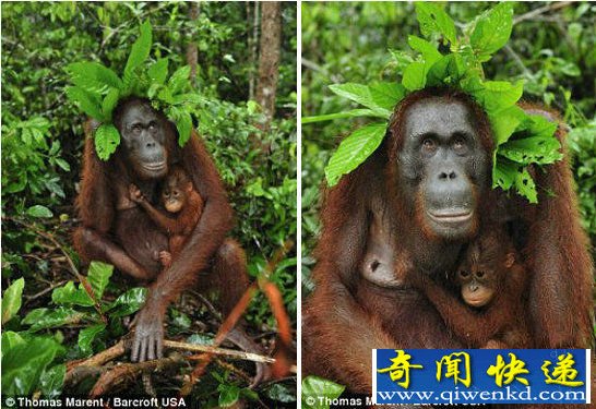 在印度尼西亚婆罗洲加里曼丹岛丹戎普丁国家公园的研究站理基营里,这只雌性大猩猩把树叶放在脑袋上,用来给它和它的孩子挡雨。 印尼大猩猩用树叶当雨伞为幼仔挡雨