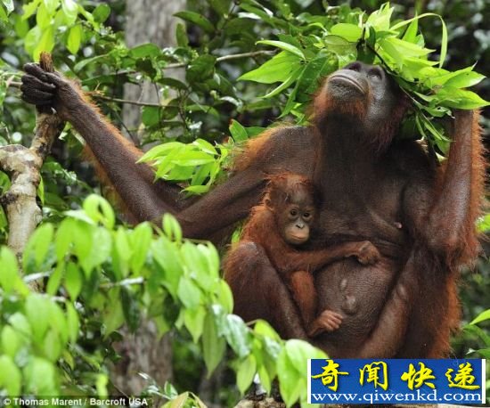 这对大猩猩母子仍在继续等待大雨停下来。 印尼大猩猩用树叶当雨伞为幼仔挡雨