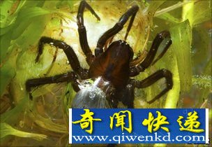 水蜘蛛甚至可以在水下结茧 水蜘蛛用蛛网充气形成气泡进行水下呼吸