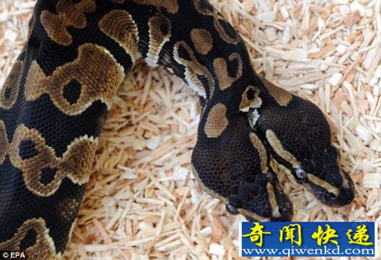 ¹˫ͷ峤Ѵ