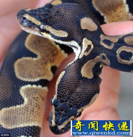 ¹˫ͷ峤Ѵ