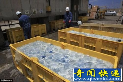 入侵核电站水域的水母数量惊人 因大量水母入侵核电站全球多国停运