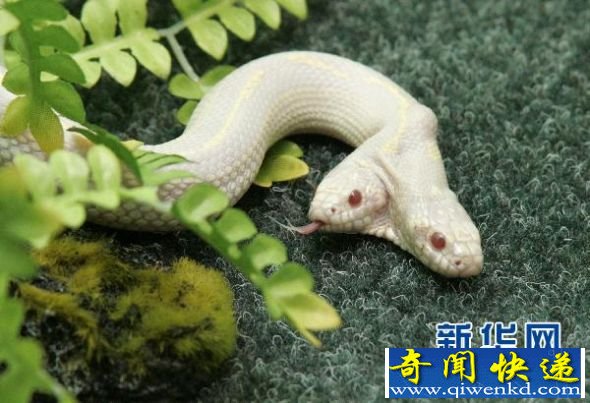 乌克兰现双头蛇 乌克兰现双头蛇