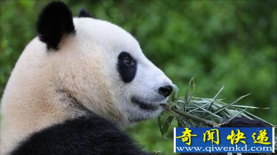 图:在栖息地的选择上,雌熊猫比公熊猫更挑剔 在栖息地的选择上,雌熊猫比公熊猫更挑剔