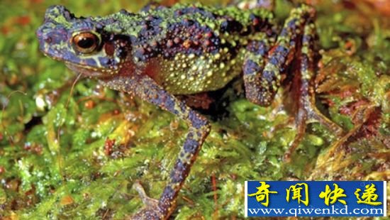 一只成年雌性婆罗洲彩虹蟾蜍,又称三发河蟾(Sambas Stream Toad),它是科学家2011年6月13日在马来西亚婆罗洲沙捞越彭丽森发现的。这是这种颜色鲜艳的蟾蜍的第一批照片,自从1924年以后,再没有人见过它们 消失87年婆罗洲彩虹蟾蜍重现