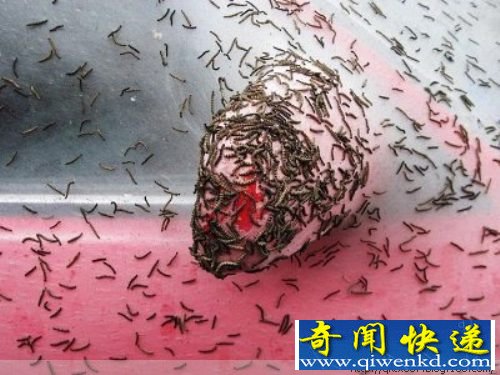 毛毛虫惊人的破坏力