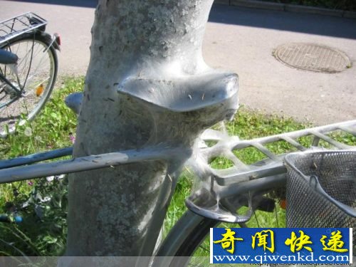 毛毛虫惊人的破坏力