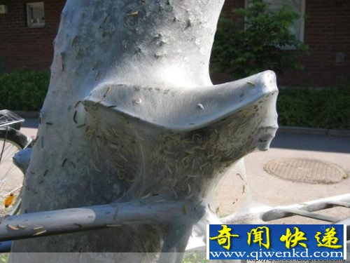 毛毛虫惊人的破坏力