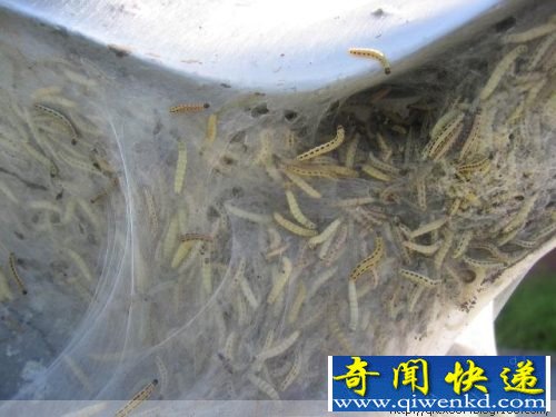 毛毛虫惊人的破坏力