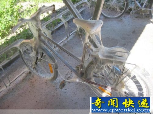 毛毛虫惊人的破坏力