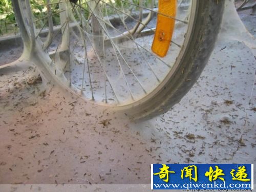 毛毛虫惊人的破坏力