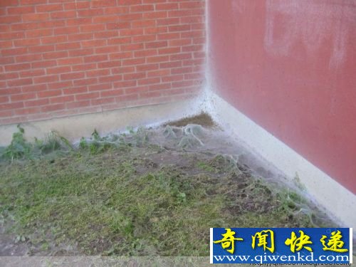 毛毛虫惊人的破坏力