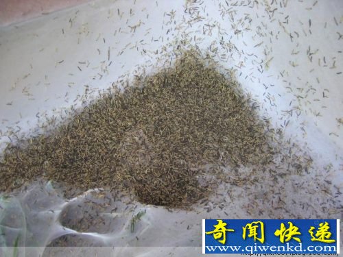 毛毛虫惊人的破坏力