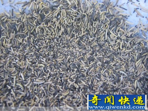 毛毛虫惊人的破坏力