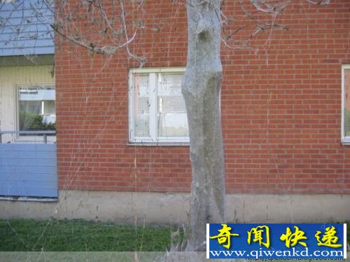 毛毛虫惊人的破坏力