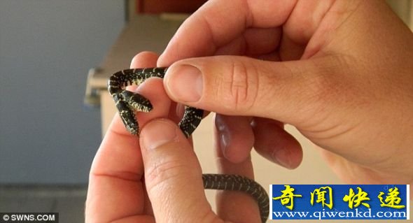 罕见:人们担心这条小蛇将无法存活,因为它的两个独立的脑袋老是会发出自相矛盾的指令,令身体无所适从 (图)美国园丁发现罕见双头小蛇:存活机会渺茫