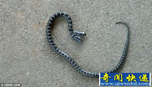 这条小蛇被发现于美国田纳西州,现在它已经被送往大学进行观察 (图)美国园丁发现罕见双头小蛇:存活机会渺茫