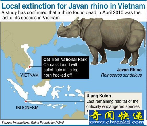 世界野生动物基金会一份最新研究报告声称,2010年4月死亡的爪哇犀牛是越南最后一头爪哇犀牛。 (图)偷猎致越南极濒危物种爪哇犀牛完全灭绝