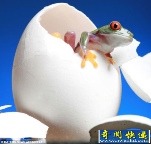 这只小家伙觉得自己应该从蛋壳里爬出来 摄影爱好者拍摄可爱青蛙照片