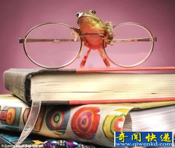这只小青蛙是不是正在为最畅销的书做准备? 摄影爱好者拍摄可爱青蛙照片