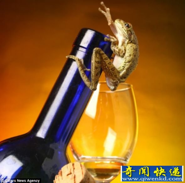 一只蟾蜍,也许这个家伙长期好酒贪杯,整日醉醺醺的 摄影爱好者拍摄可爱青蛙照片