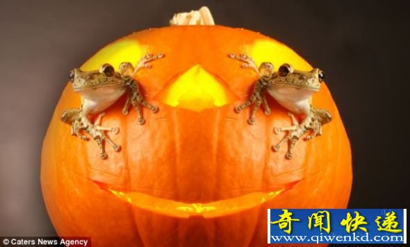 两只青蛙爬进为万圣节准备的一个南瓜里 摄影爱好者拍摄可爱青蛙照片