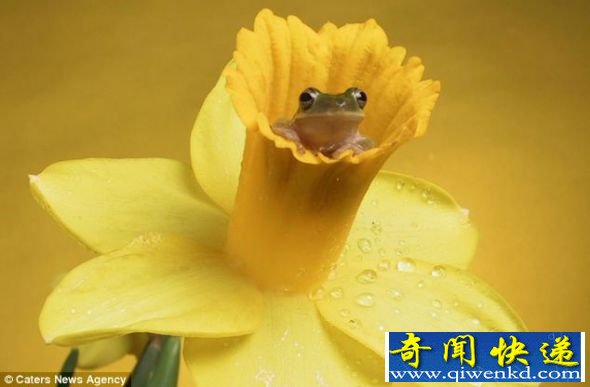 这只小青蛙找到一个很好的藏身处 摄影爱好者拍摄可爱青蛙照片