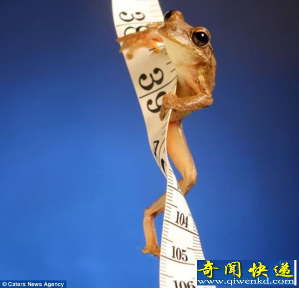 这只小青蛙正在衡量面前的障碍物 摄影爱好者拍摄可爱青蛙照片