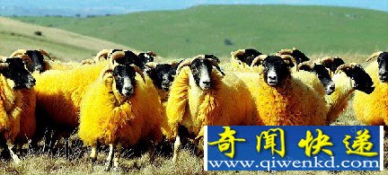 英国农民为防盗出妙招：把羊涂成橘黄色