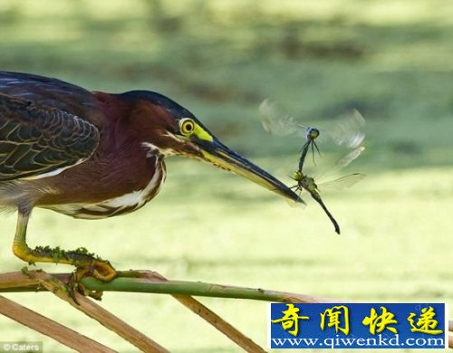 Ӱʦ׽زʳϷԳ