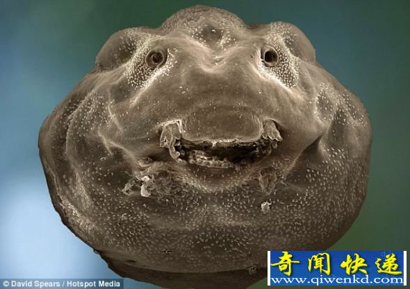 使用显微镜拍摄的蝌蚪特写照片,身体细节一览无余,似乎还朝着镜头微笑。 电子显微镜下的蝌蚪:口器与鼻孔形成可爱笑脸