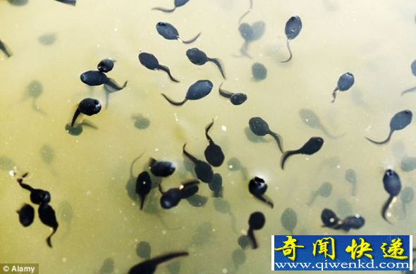等待拍照的蝌蚪。 电子显微镜下的蝌蚪:口器与鼻孔形成可爱笑脸