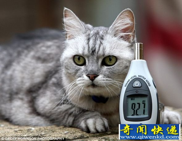 猫咪斯莫吉的咕噜声平均是80分贝,比大部分猫咪的叫声大3倍。 英国小猫大嗓门叫声堪比波音737噪音