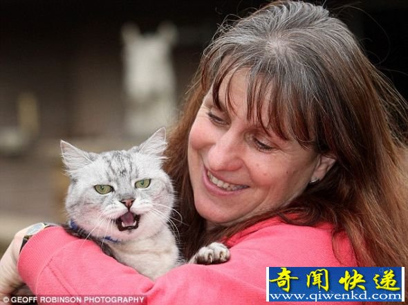 猫主人露丝·亚当斯已经为斯莫吉的大嗓门向吉尼斯世界纪录提交了申请。 英国小猫大嗓门叫声堪比波音737噪音