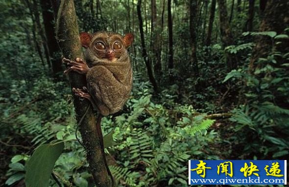 邦加眼镜猴 奇特动物:邦加眼镜猴眼睛比脑