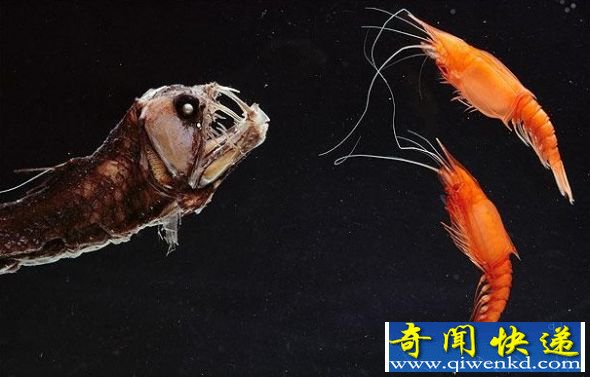 蝰鱼 奇特动物:邦加眼镜猴眼睛比脑