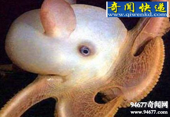 世界上最奇特的章鱼,小飞象章鱼(耳朵巨大形似大象)