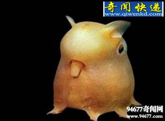 世界上最奇特的章鱼,小飞象章鱼(耳朵巨大形似大象)