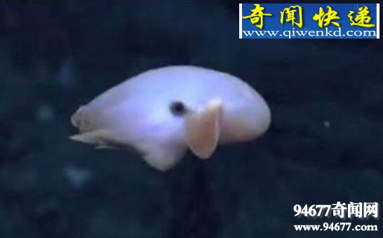 世界上最奇特的章鱼,小飞象章鱼(耳朵巨大形似大象)